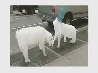 Funny Plastic Bag Recycling in New York