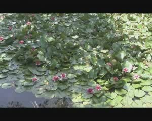 les nympheas : juillet 2009 la Roseraie
