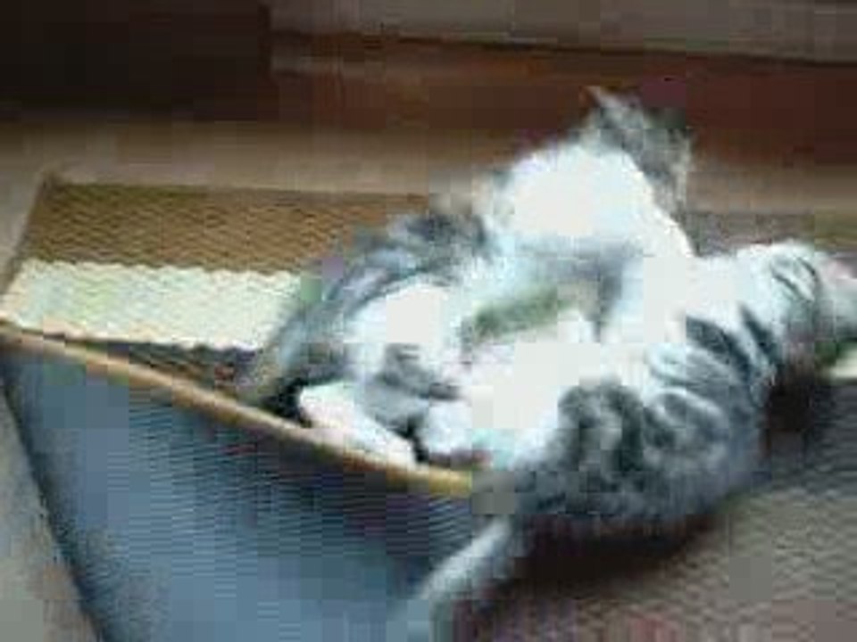 bagarre de chatons