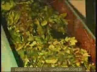 Yerba Mate Pajarito 02