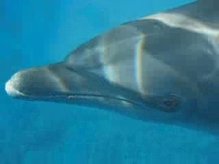 danse avec les dauphins