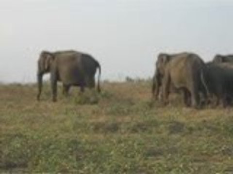 Elephants in Lanka Wildlife park
