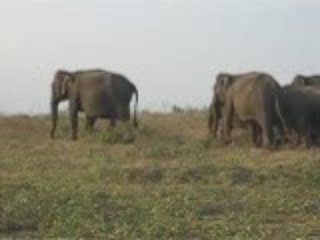 Elephants in Lanka Wildlife park
