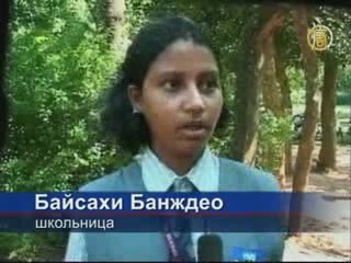 День рождения тигрят празднуют в индийском зоопарке