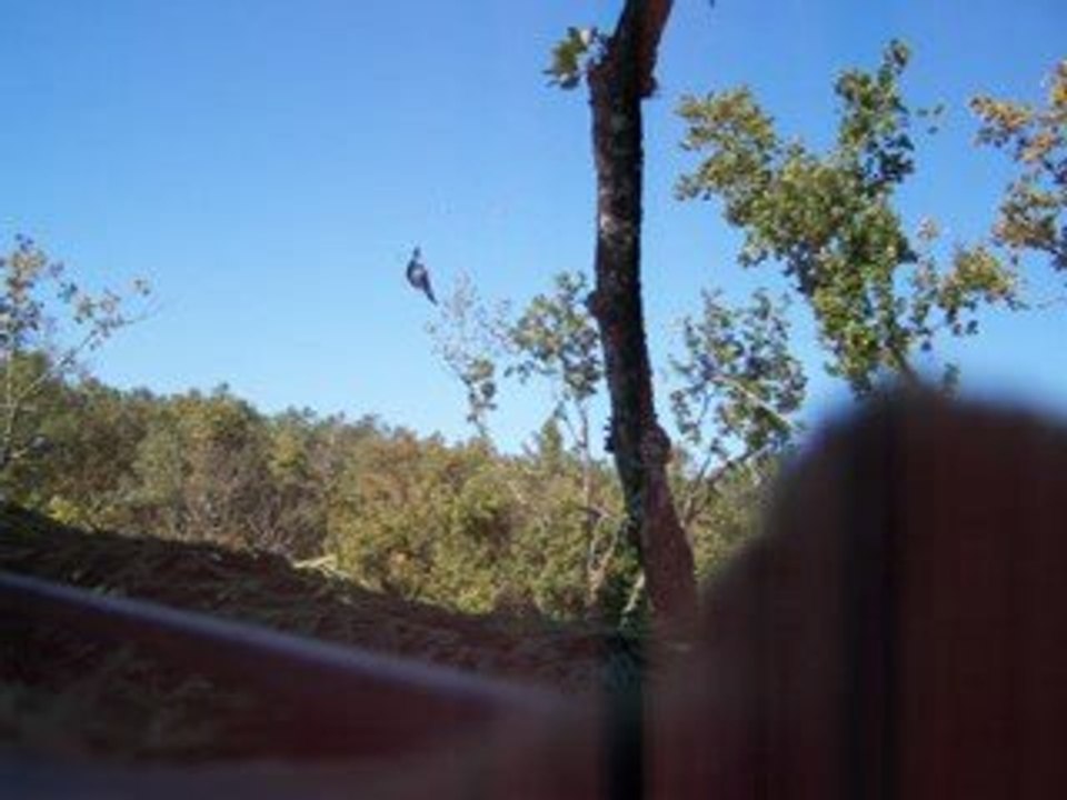 chasse a la palombe en Lot et Garonne pose 1