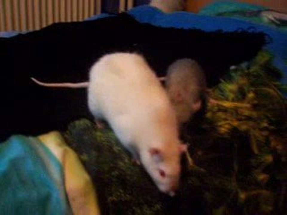 Présentation Sharingan-Tsukiyo jour 2 (part 1)