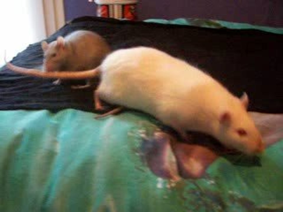 Présentation Sharingan-Tsukiyo jour 2 (part 2)