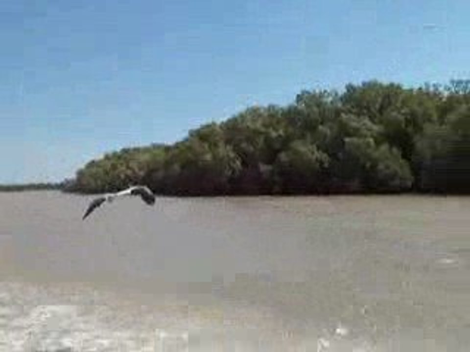 un rapace australien