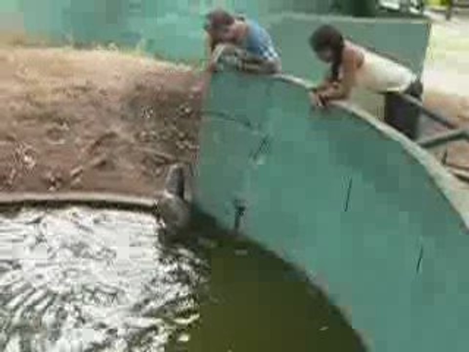 Loutre géante Amérique latine