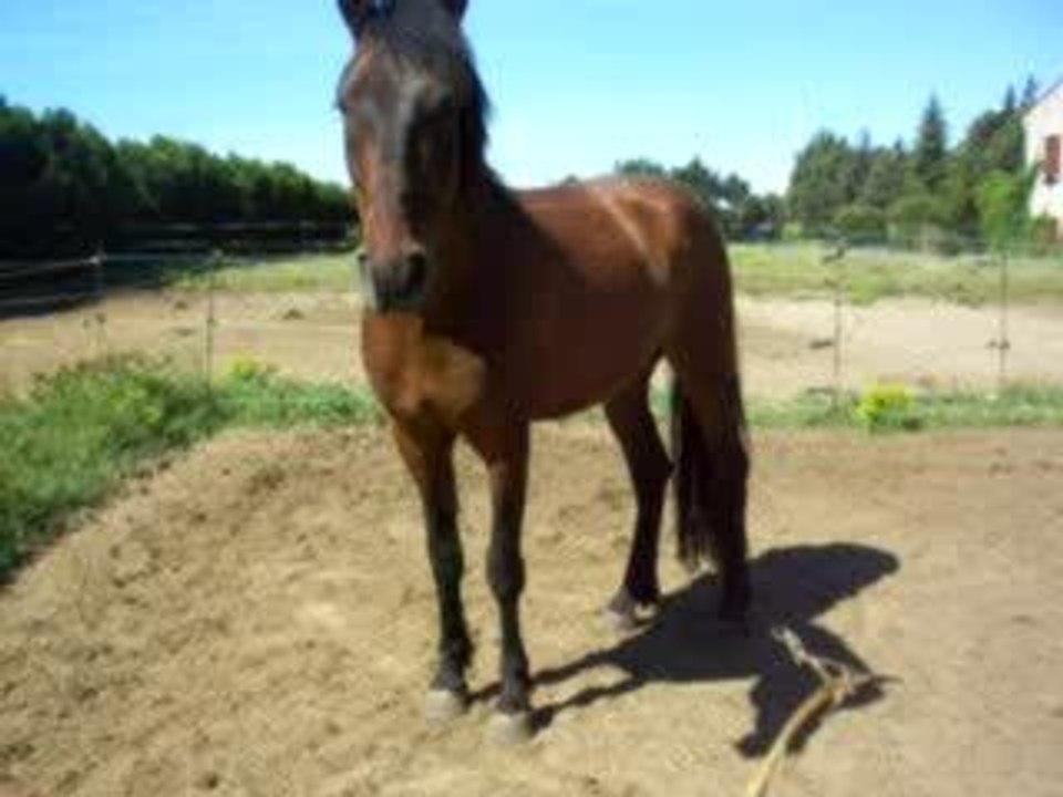 Pas espagnol Fuego 2