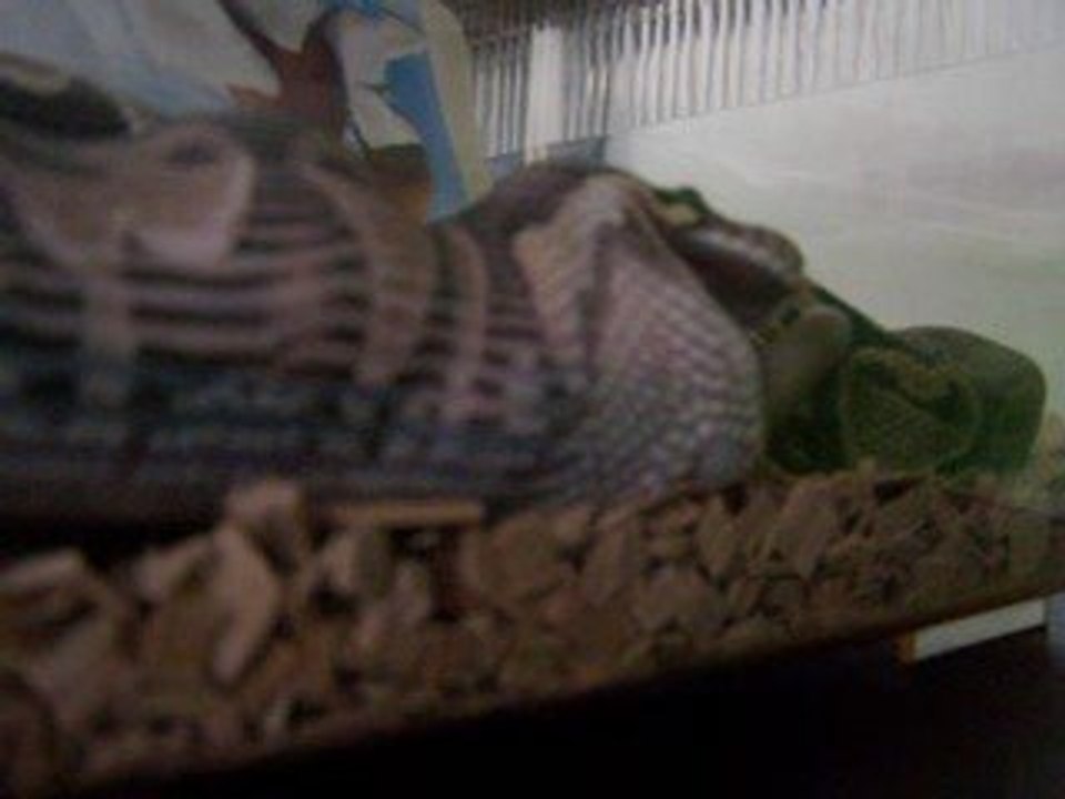 mon python royal