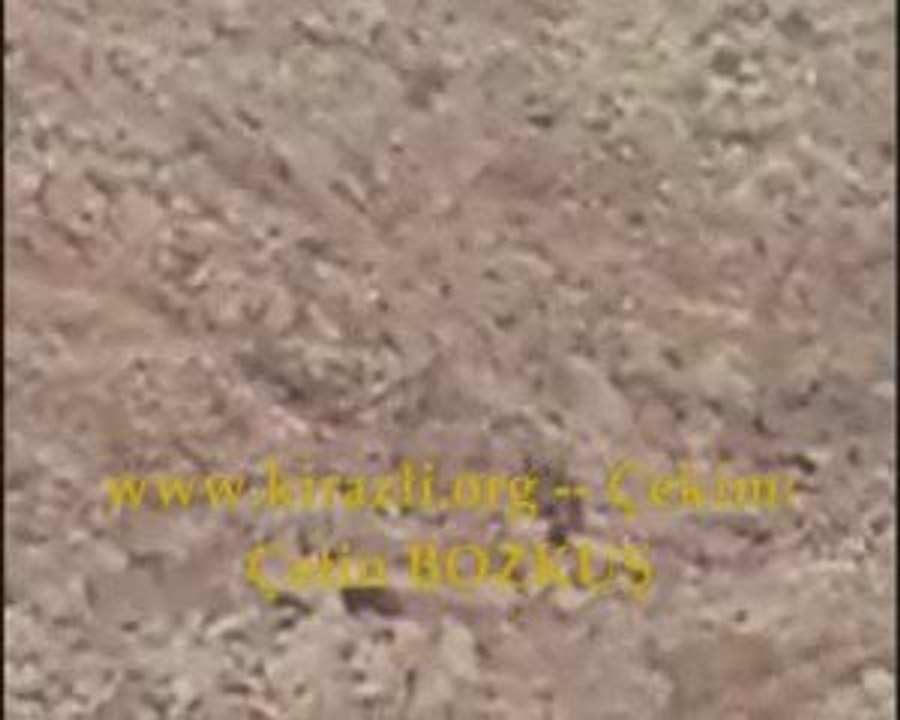 ispir kirazlı köyü-www.kirazli.org--Ayı videosu-