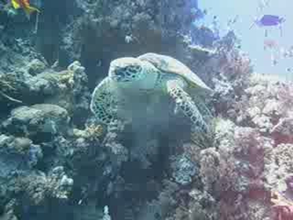 Le repas de Madame Tortue