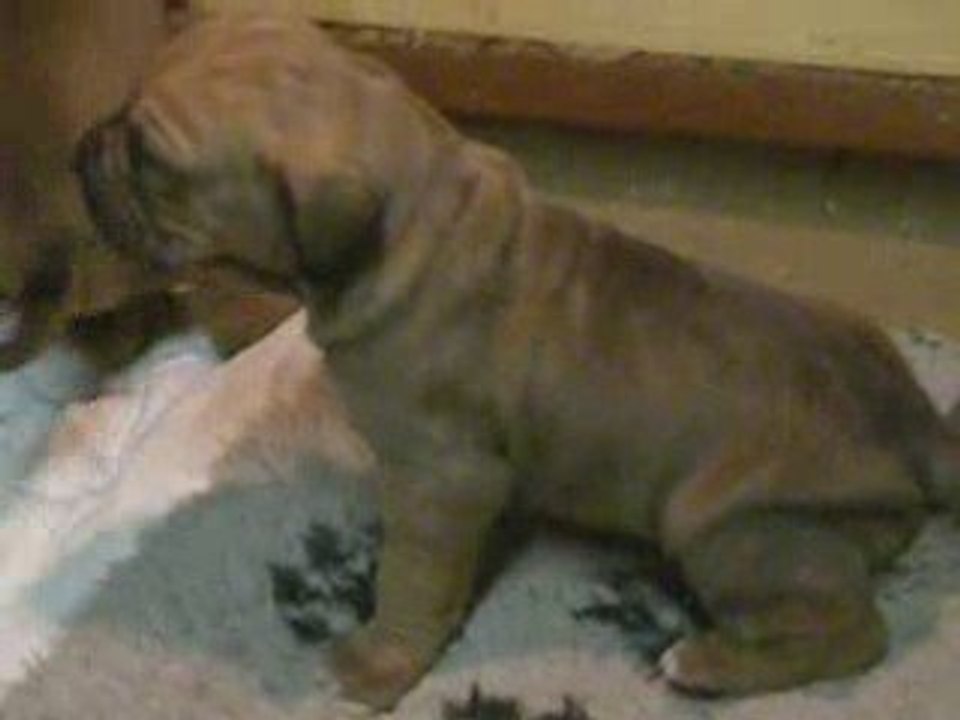 EVOLUTION DE NOS BEBES FILA BRASILEIRO N°1