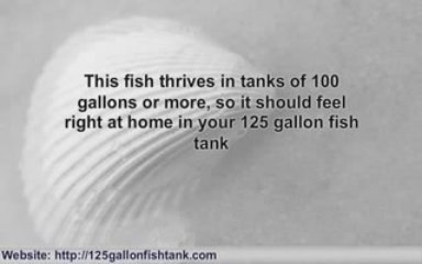 125 Gallon Fish Tank