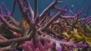 Coral gardening
