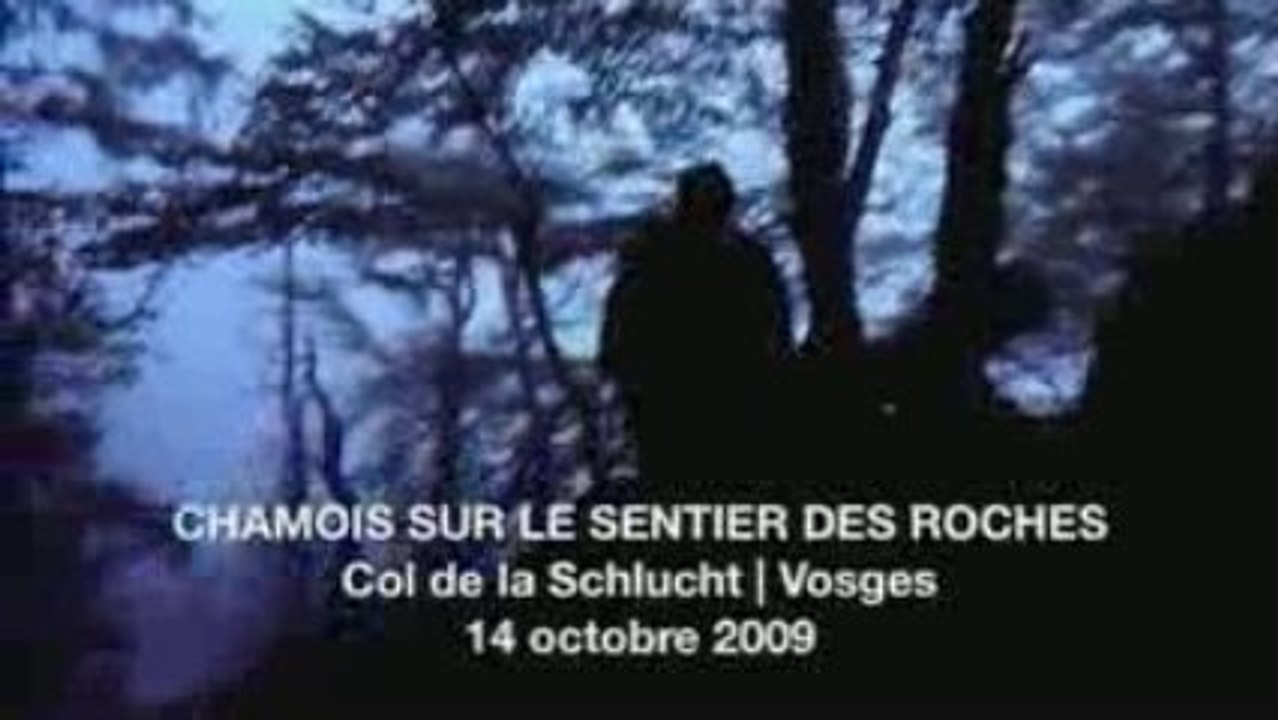 Chamois sur le sentier des roches | Vosges | 14 octobre 2009