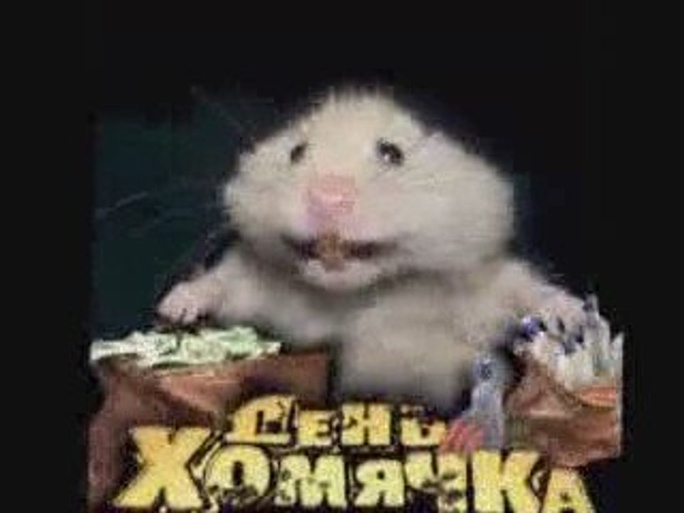 День хомяка