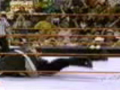 Vince McMahon Stone Cold Stunners Shane McMahon