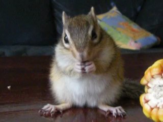 Grosse faim pour Noisette !