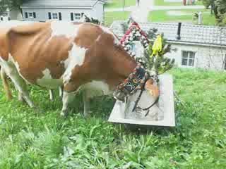 La transhumance vaches décorées