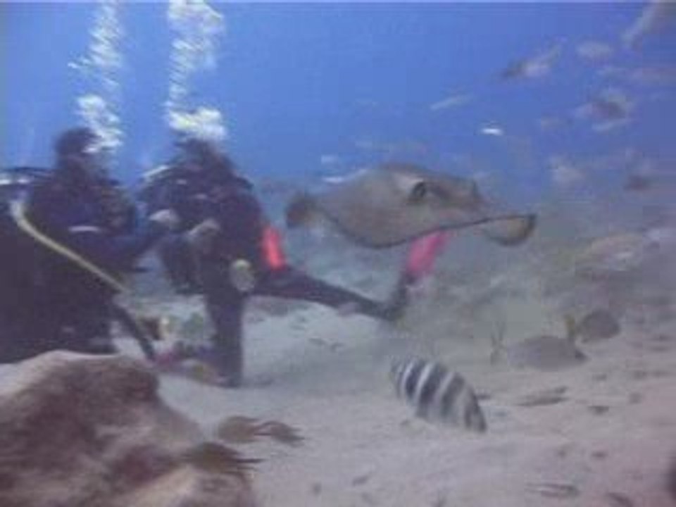 Plongée à Tenerife avec SCUBAYACI