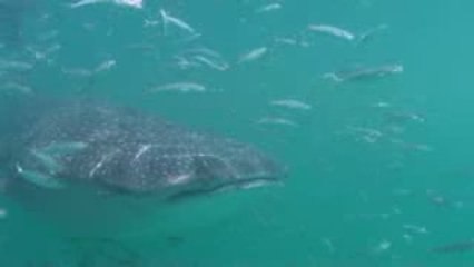 Whale Sharks in Holbox - 1 -