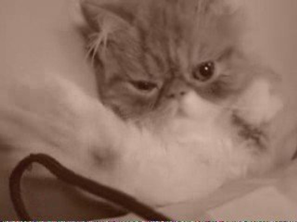 chaton qui dort