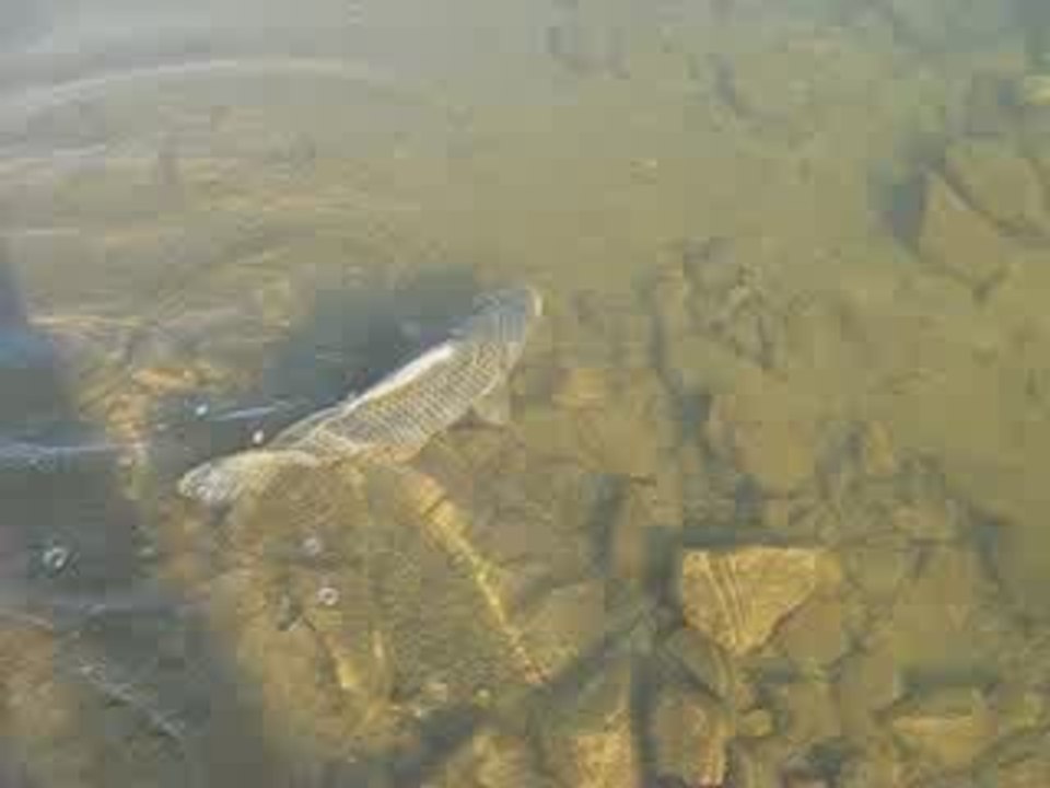 Bilent Yıldırım sazan geri iade,carp catch&release.........