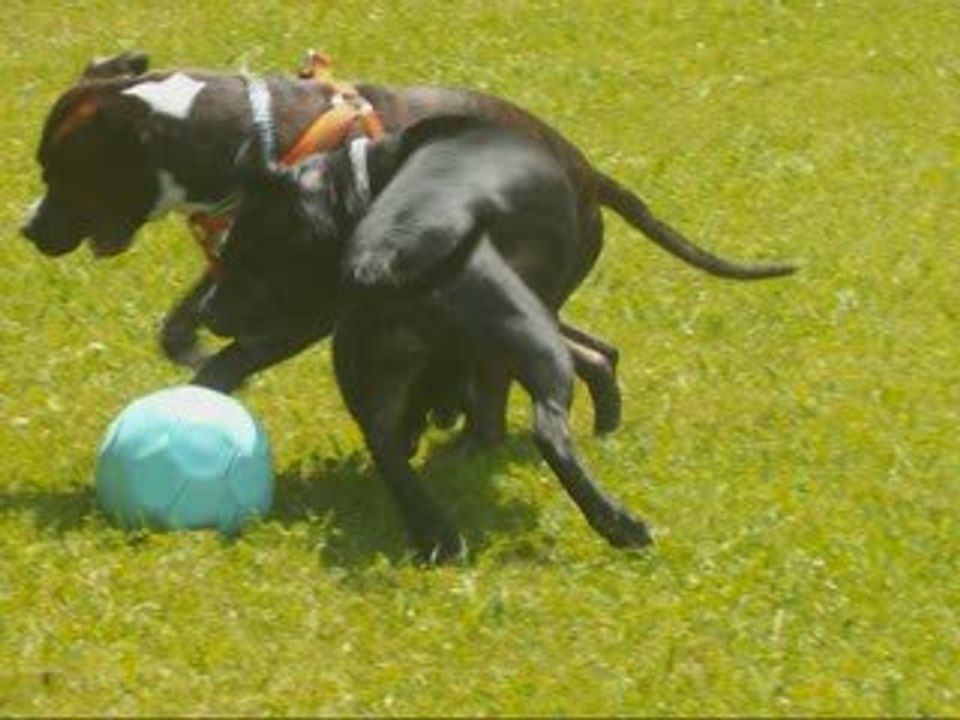 amstaff d'amour, non se ne sont pas des chiens dangereux!!!