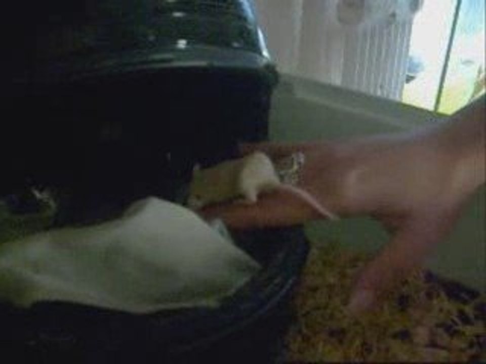 rat vs souriceaux