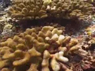 Scientists to freeze coral?