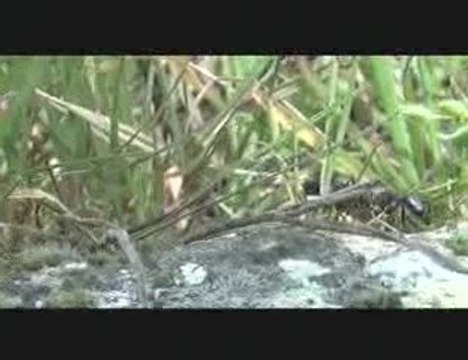 L'univers des Fourmis -1ere partie : Générique