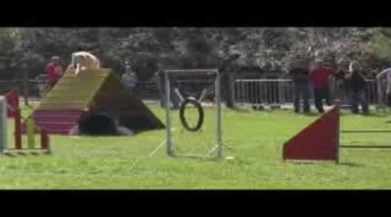 Salsa Degré Agility St Just St Rambert 11/10/2009