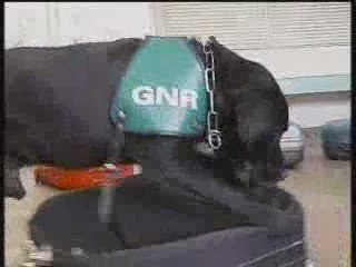 Cani contro la pirateria