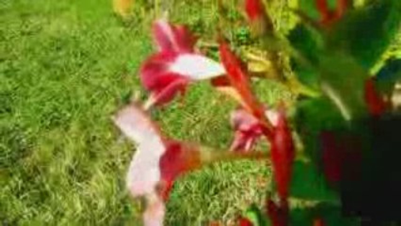 essai hd 001-Desktop