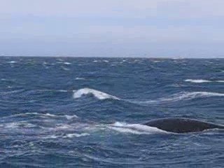 baleines a Puerto Pyramides