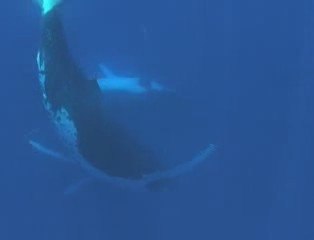 Découverte des baleines Tahiti, Moorea