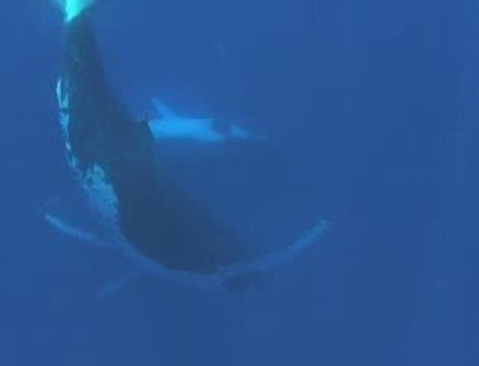 Découverte des baleines Tahiti, Moorea