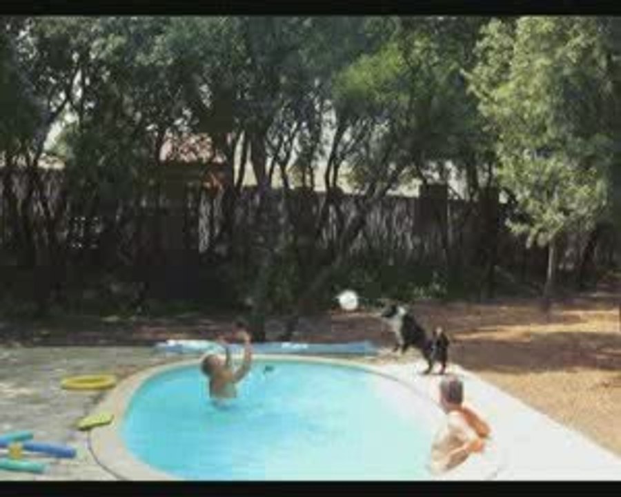 Volley Chien