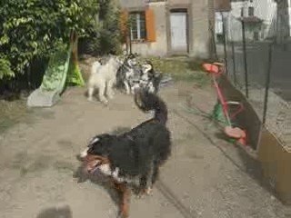 LES CHIENS S'AMUSENT