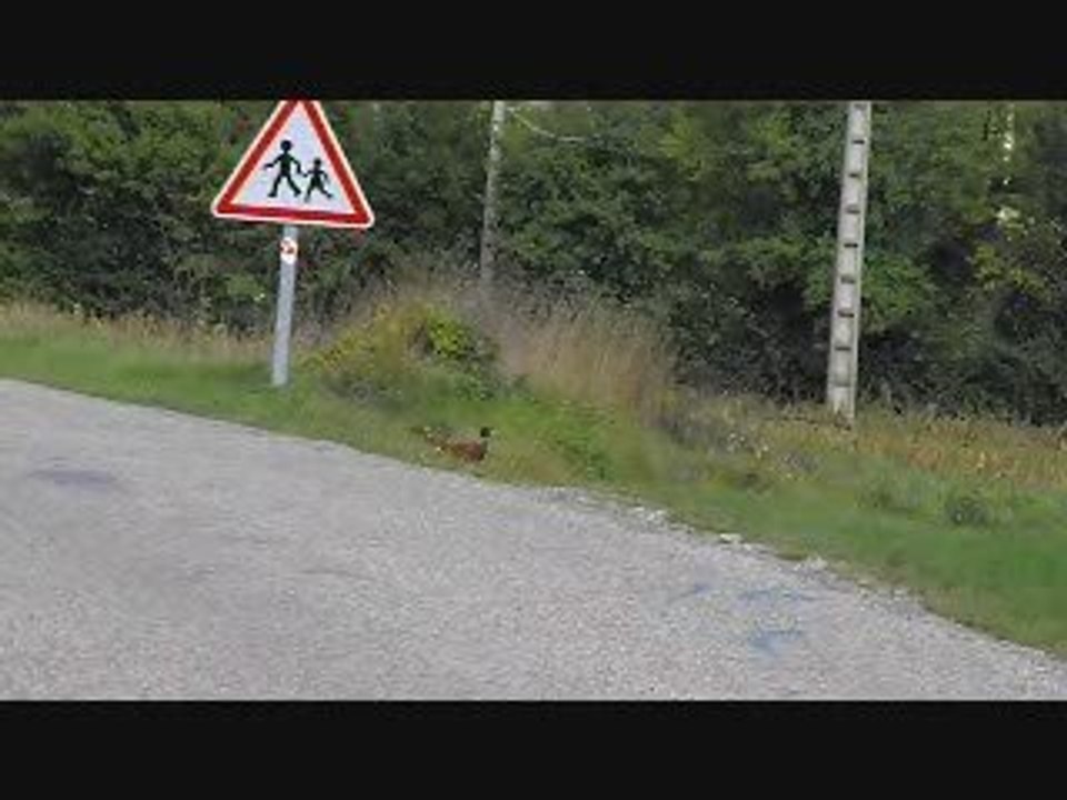 le faisan