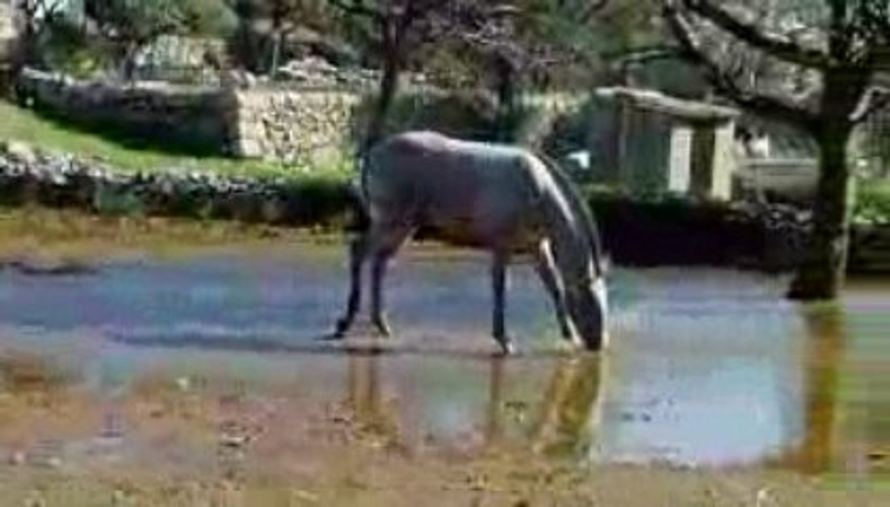 Sevrage de Vaquero del Soberano