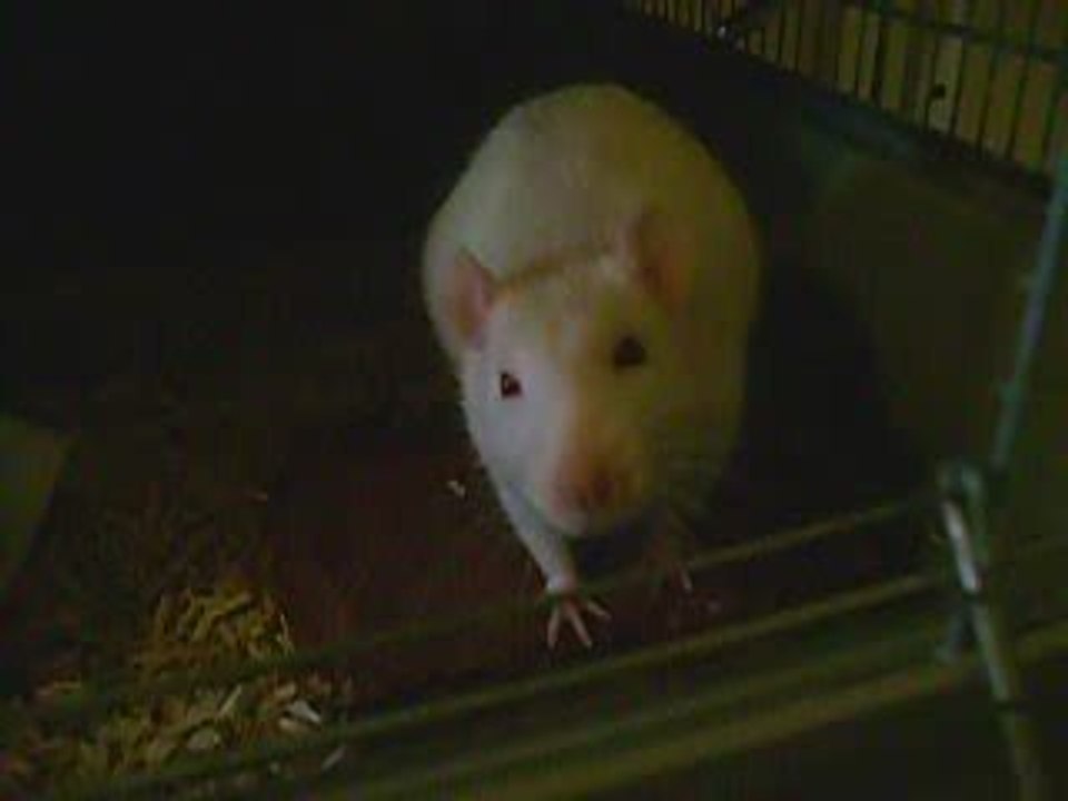Opaline ^_^