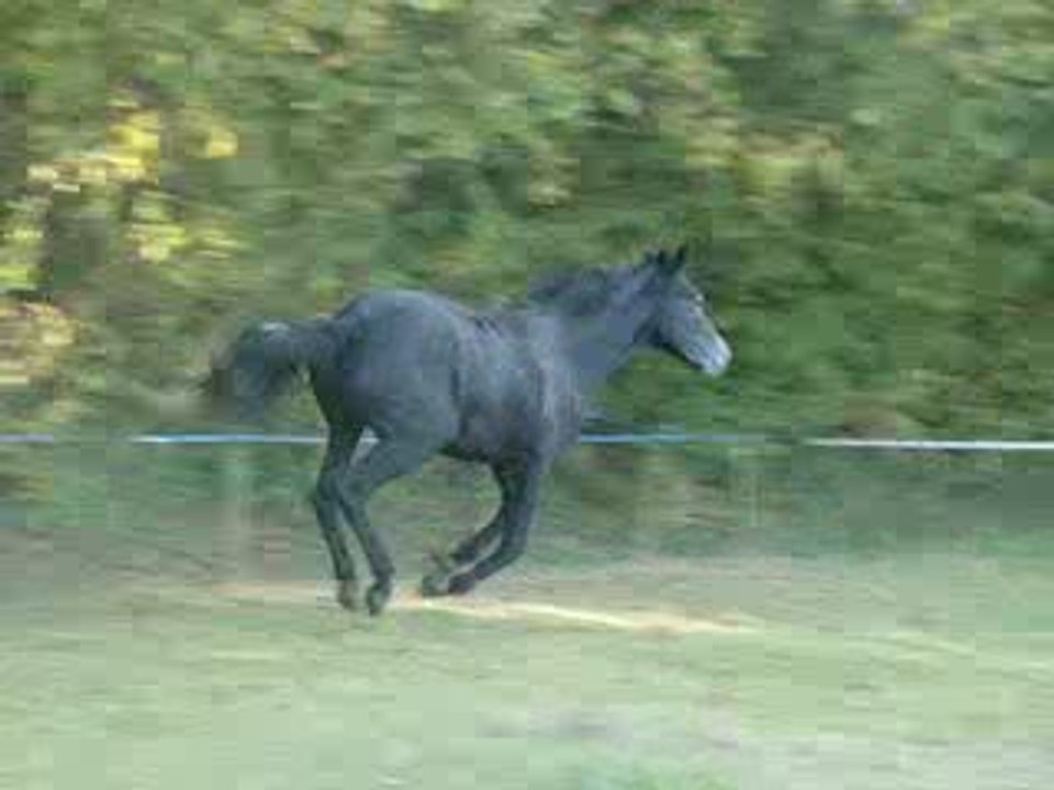 le galop