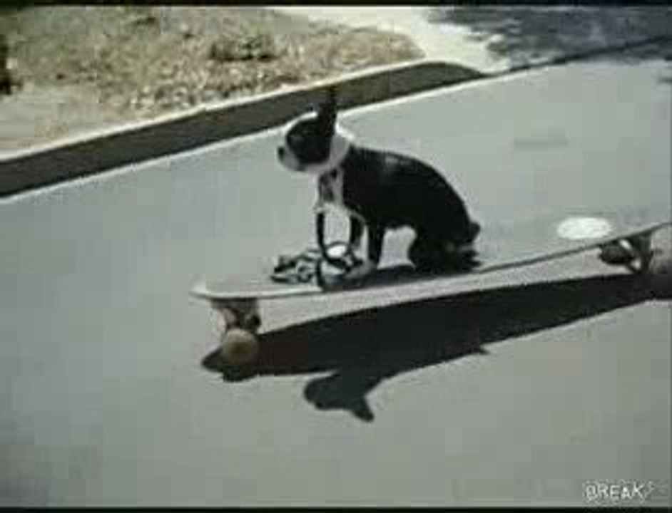 Cane skater si schianta