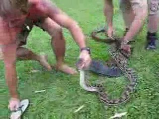 L'incredibile morso del cobra