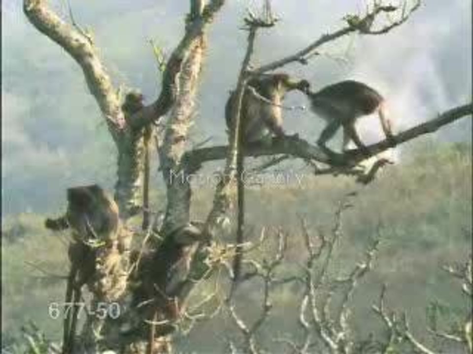BED MONKEIS