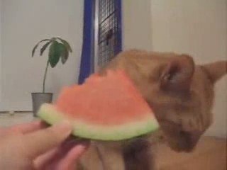 Cats Love Water Melon