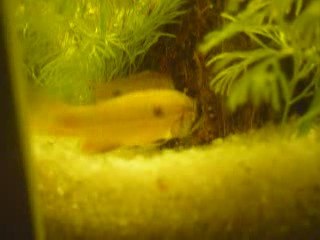 Apistogramma agassizii téfé mutum garde de la mère